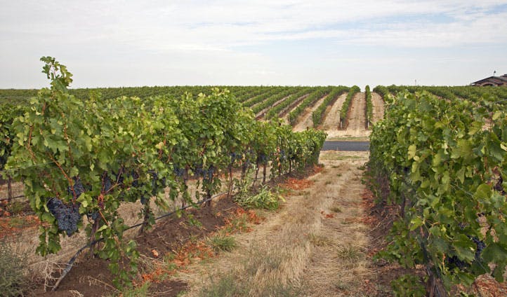 Walla Walla vineyards
