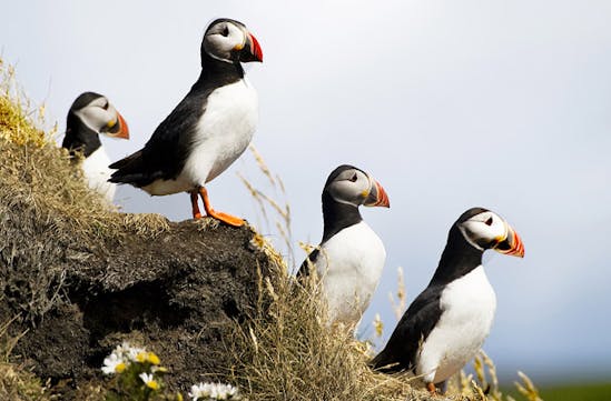 Puffins in southern iceland