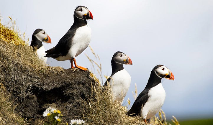 Puffins in southern iceland