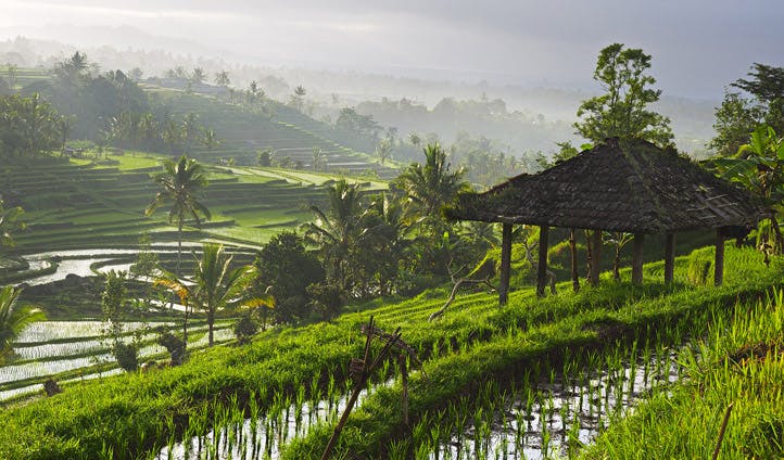 rice terraces of Ubud