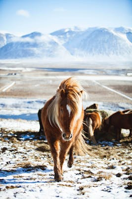 Icelandic ponies, luxury Iceland tours