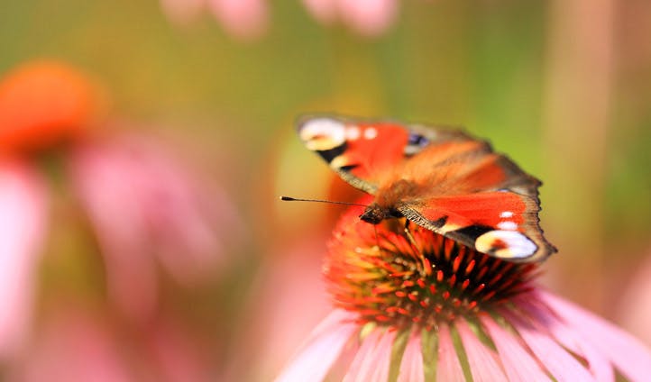 A butterfly rests on a flower in Slovenia