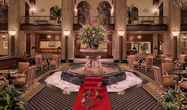 The Peabody Hotel's resident ducks walk to the fountain