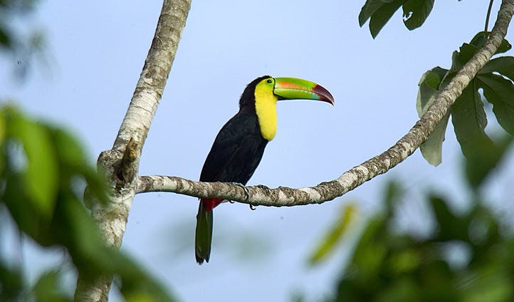 A tucan sits atop a tree in Belize