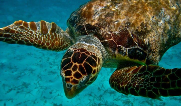 Diving with the turtles in Belize