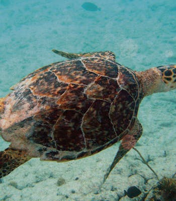 Aruba turtle