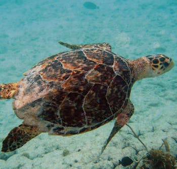 Aruba turtle