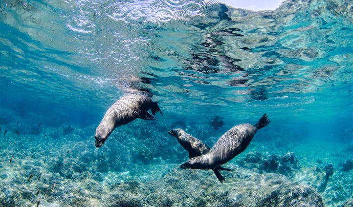 Sea lions under water