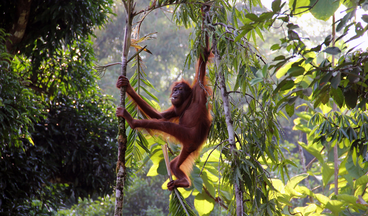 Borneo: Become a True Explorer in Sarawak | Black Tomato Borneo: Become a True Explorer in Sarawak | Black Tomato