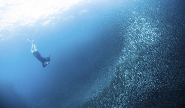 A school of sardines in Cebu