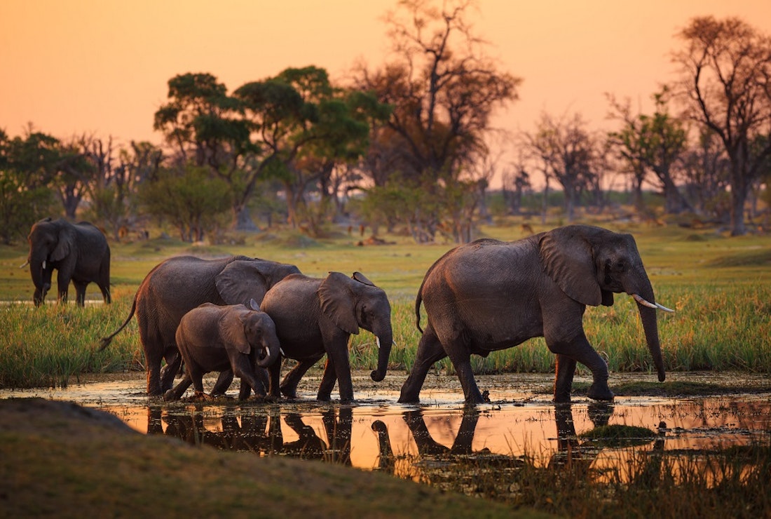 botswana elephant crossing