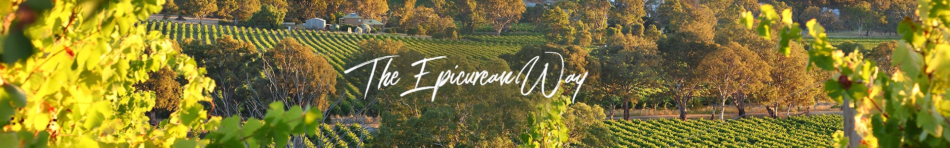 Vineyards in Barossa, South Australia