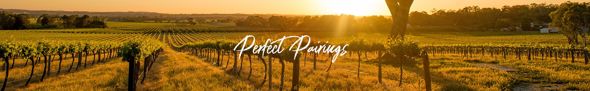 Vineyard in Clare Valley, South Australia