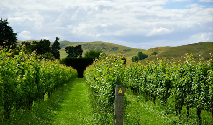 New Zealand wine