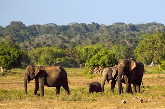 Sri Lanka safari