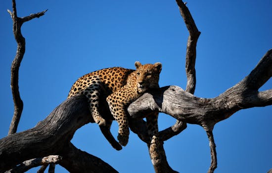 Leopard, luxury Botswana safari
