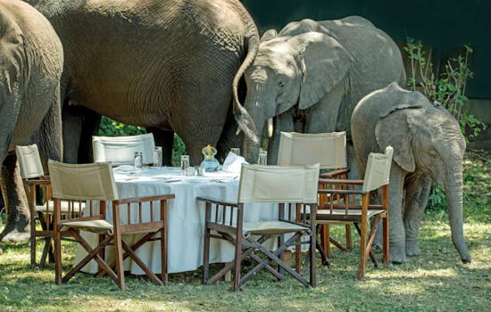 Safari experience in Kenya