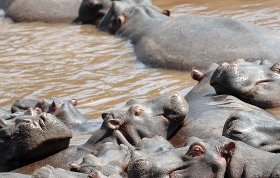 Hippos in Kenya