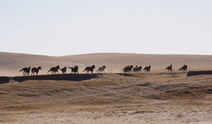 Luxury Honeymoons in Mongolia