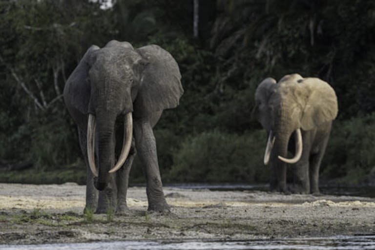 Elephants in the Congo