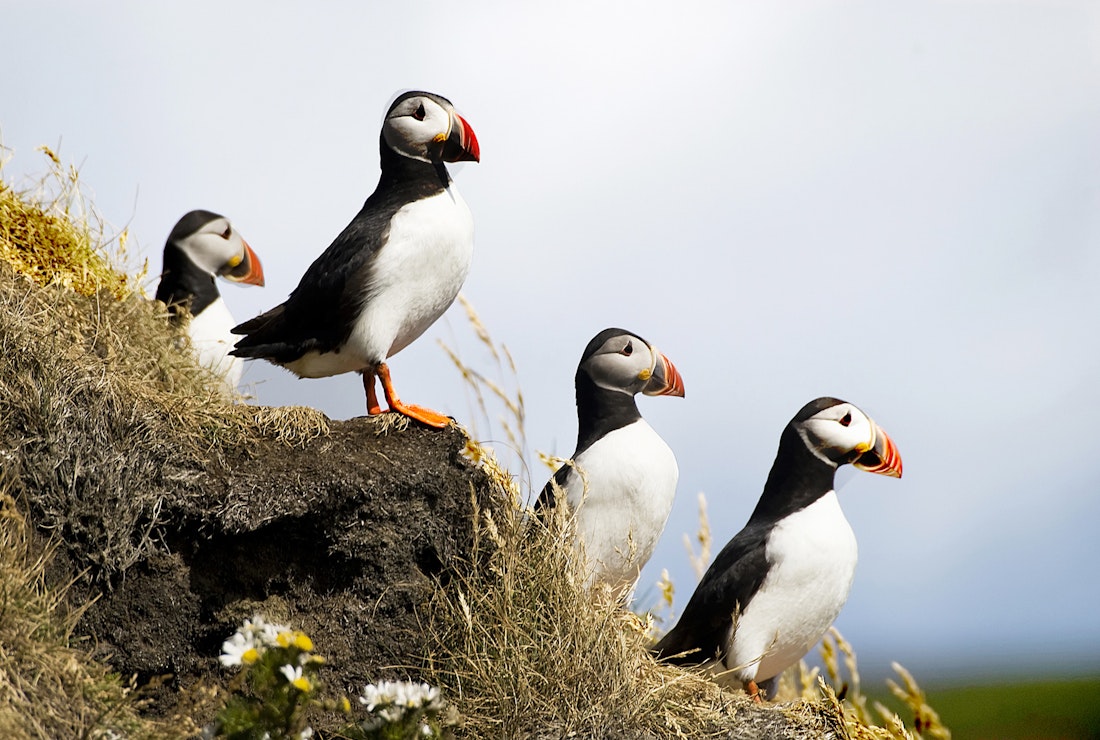 Puffin watching in South Iceland