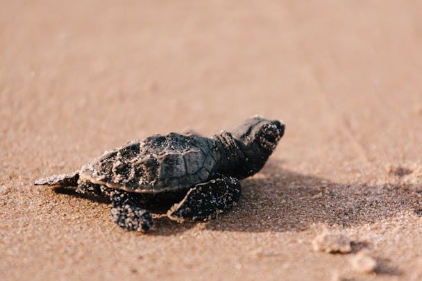 Turtle watching in Antigua