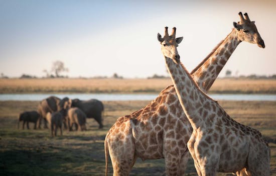 Luxury safari in Botswana