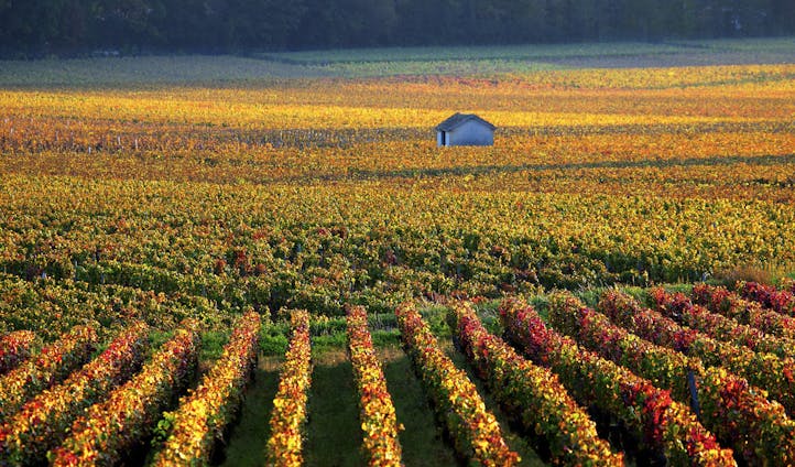 Burgundy vines