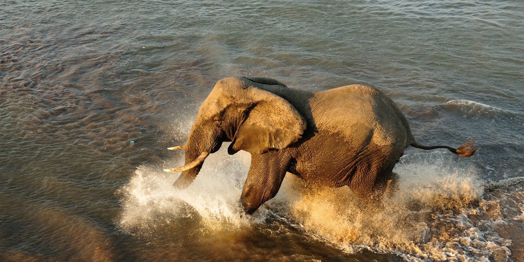 Private animal tours in Malawi