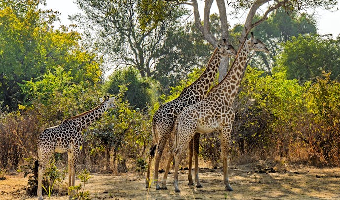 Luxury safari tours in Zambia
