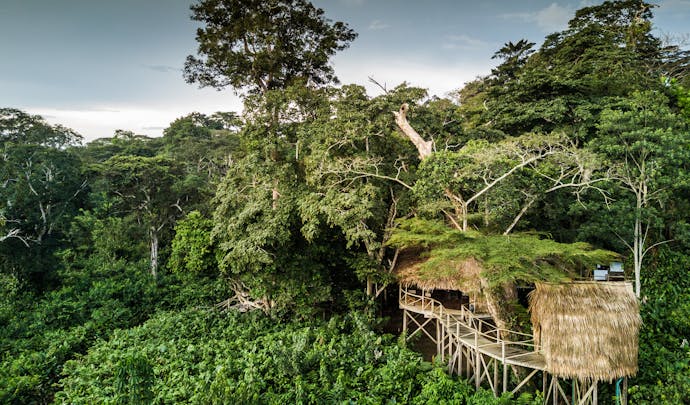Stay in the tree canopies in Congo
