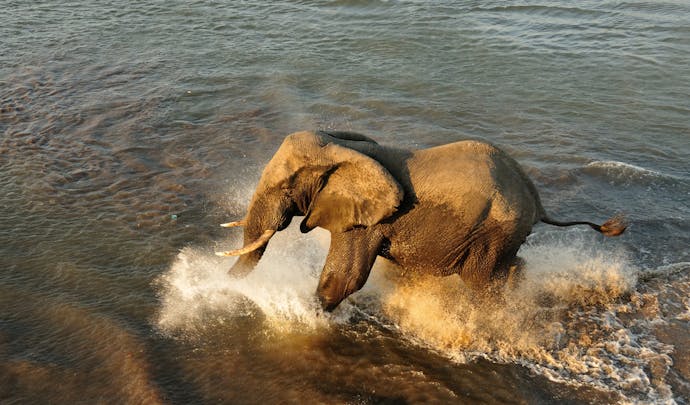 Private elephant tours in Malawi