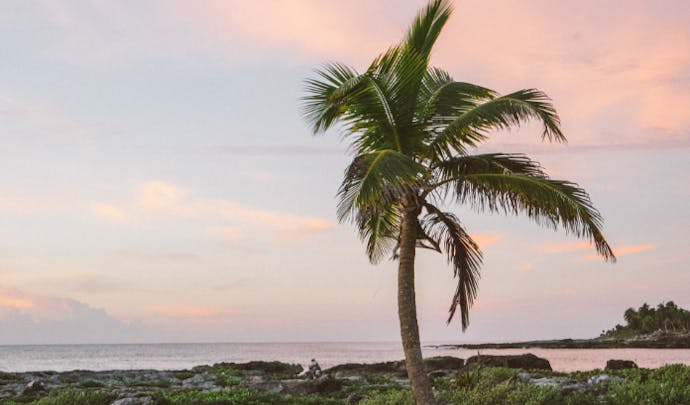 Palm tree, Caribbean