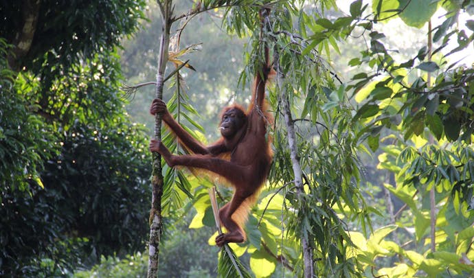 Stay in a jungle lodge in Borneo