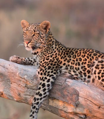 Spot leopards in Botswana