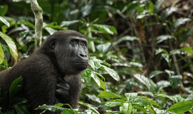 Lowland Gorilla in Congo