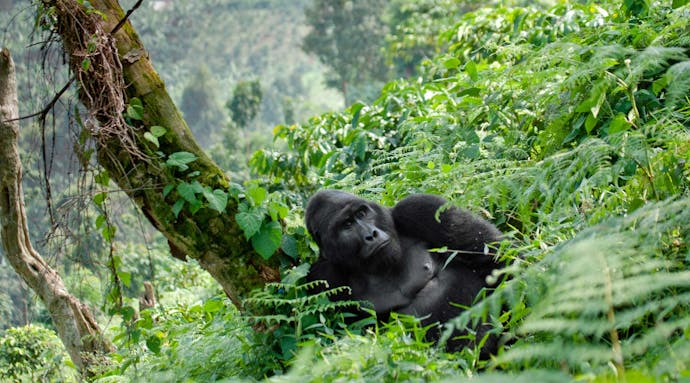 Track mountain gorillas in Rwanda