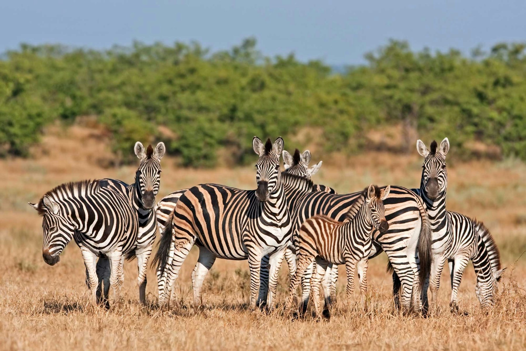 Safari honeymoons in South Africa