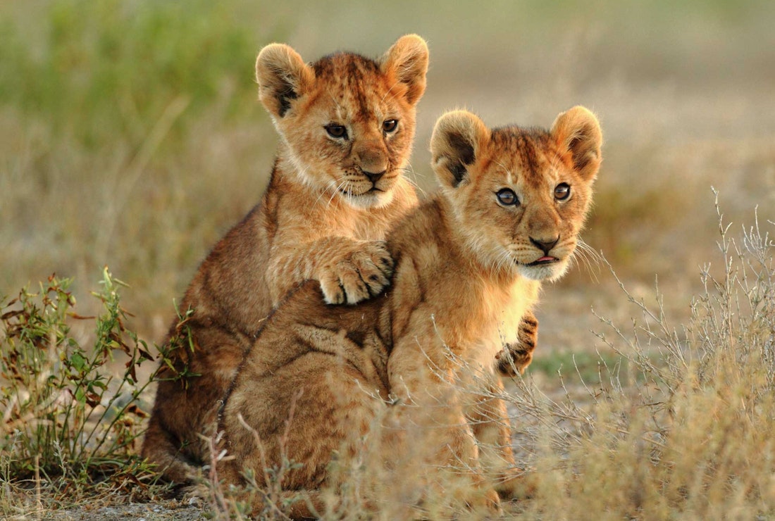 See lions on safari in Botswana