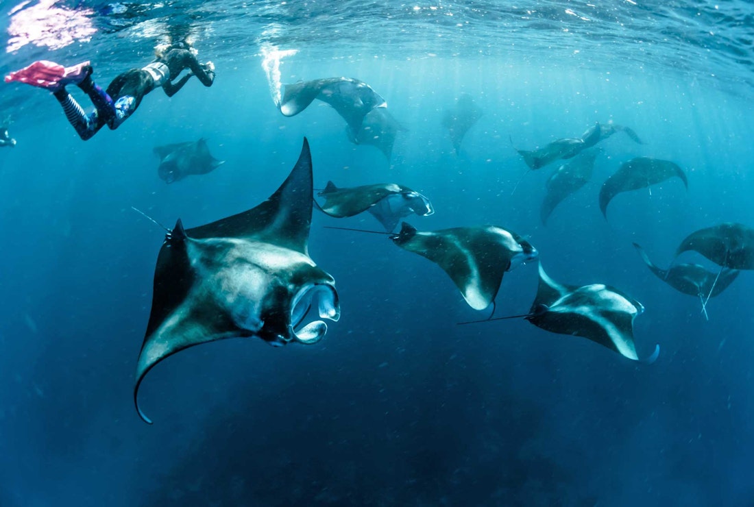 Snorkelling with manta rays in the Madlives