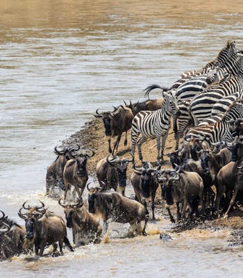 Great Migration in Tanzania