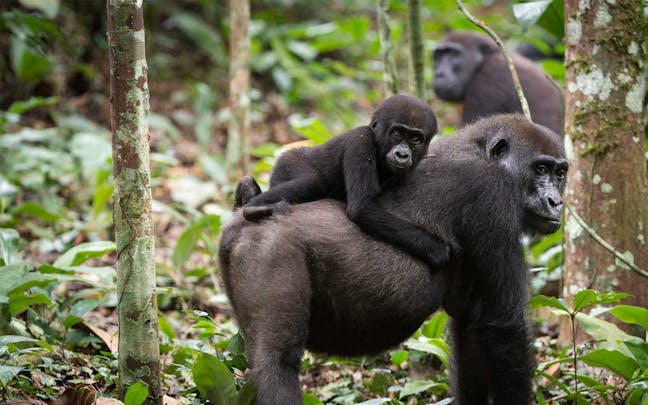 Gorilla trekking in Congo