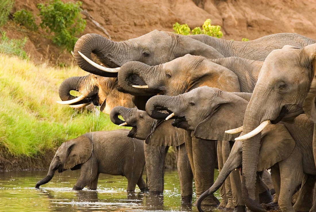 Walking with elephants in Botswana