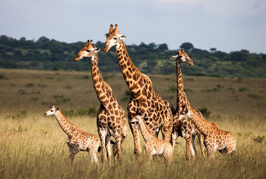 Walking with giraffes in Kruger national Park