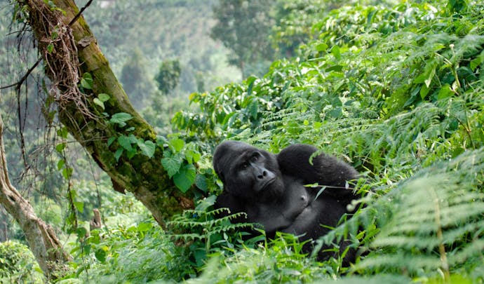 Track gorillas in Rwanda