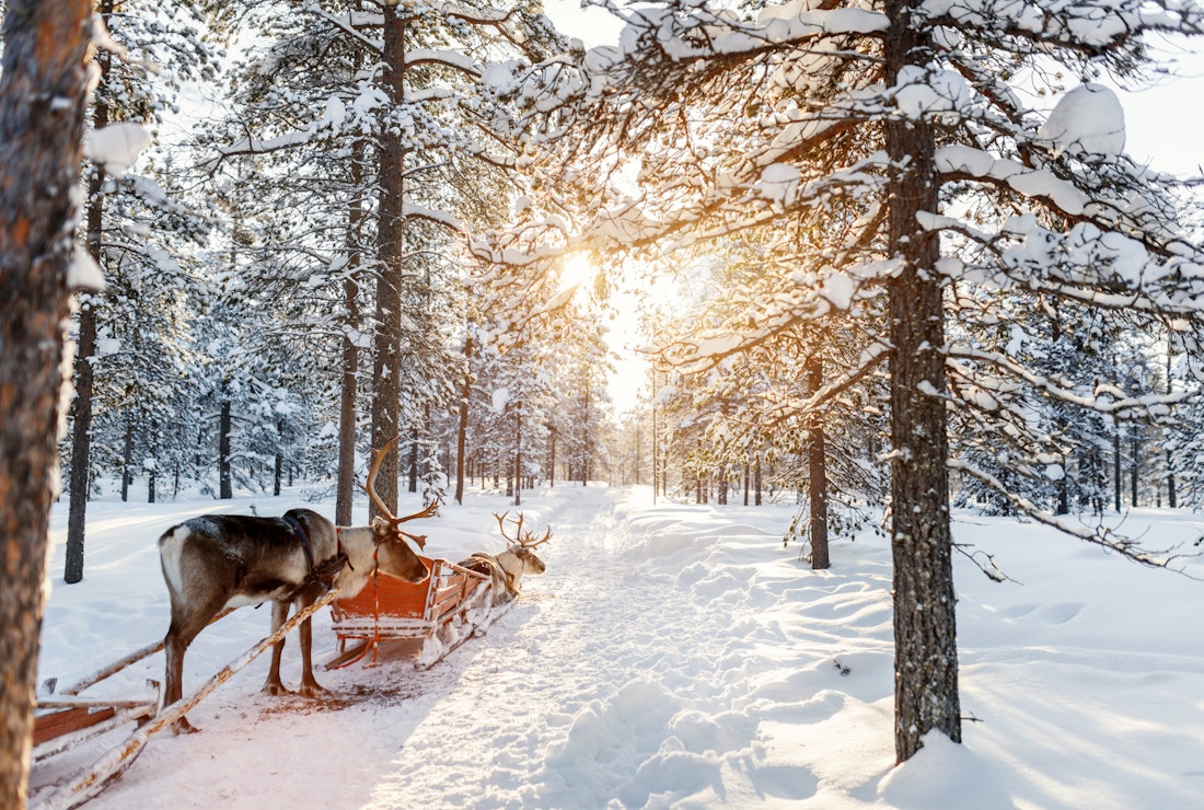Finland reindeer sleighing