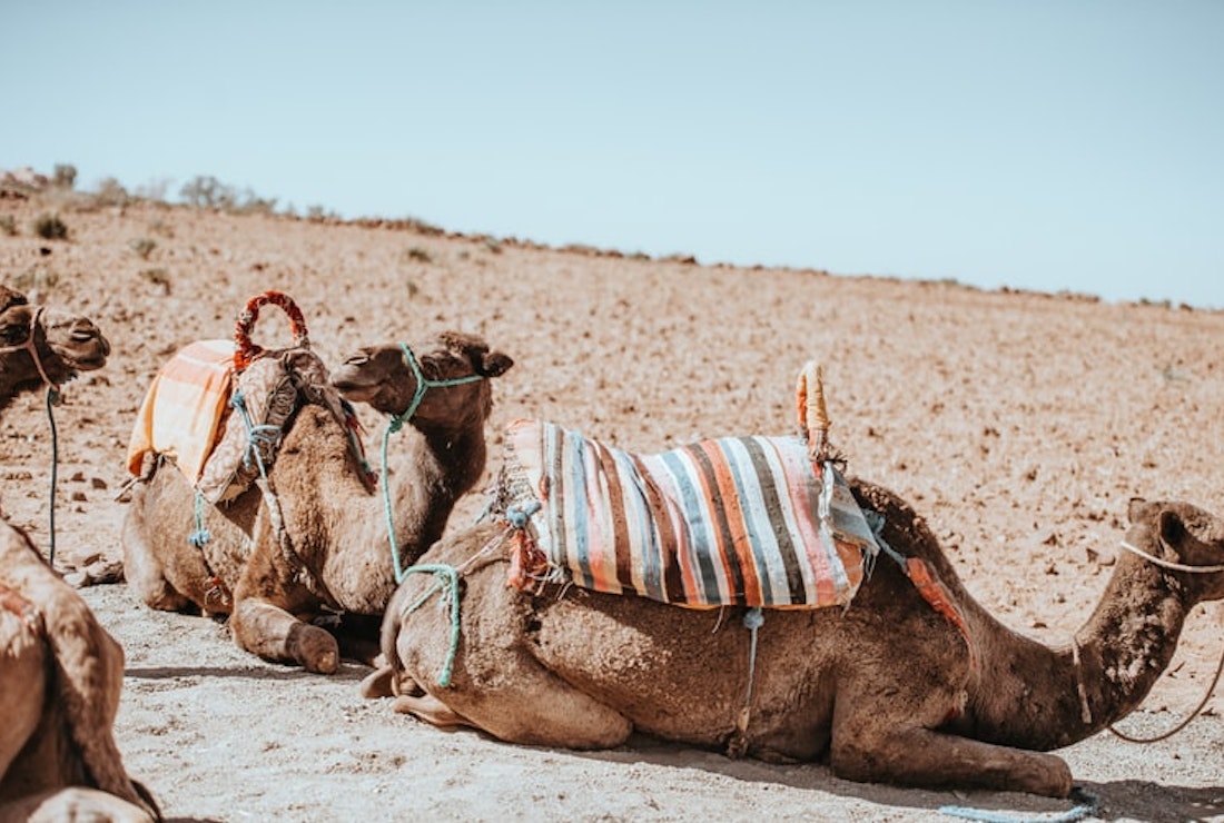 Camel experience Morocco