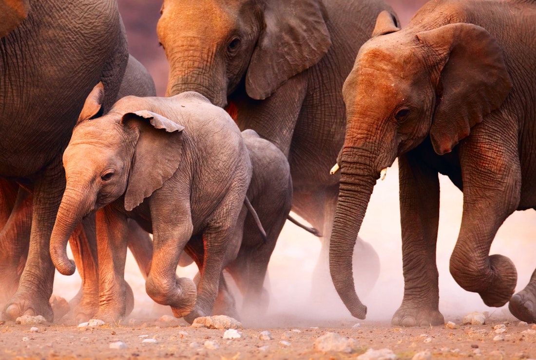 Elephants in Etosha desert, Namibia