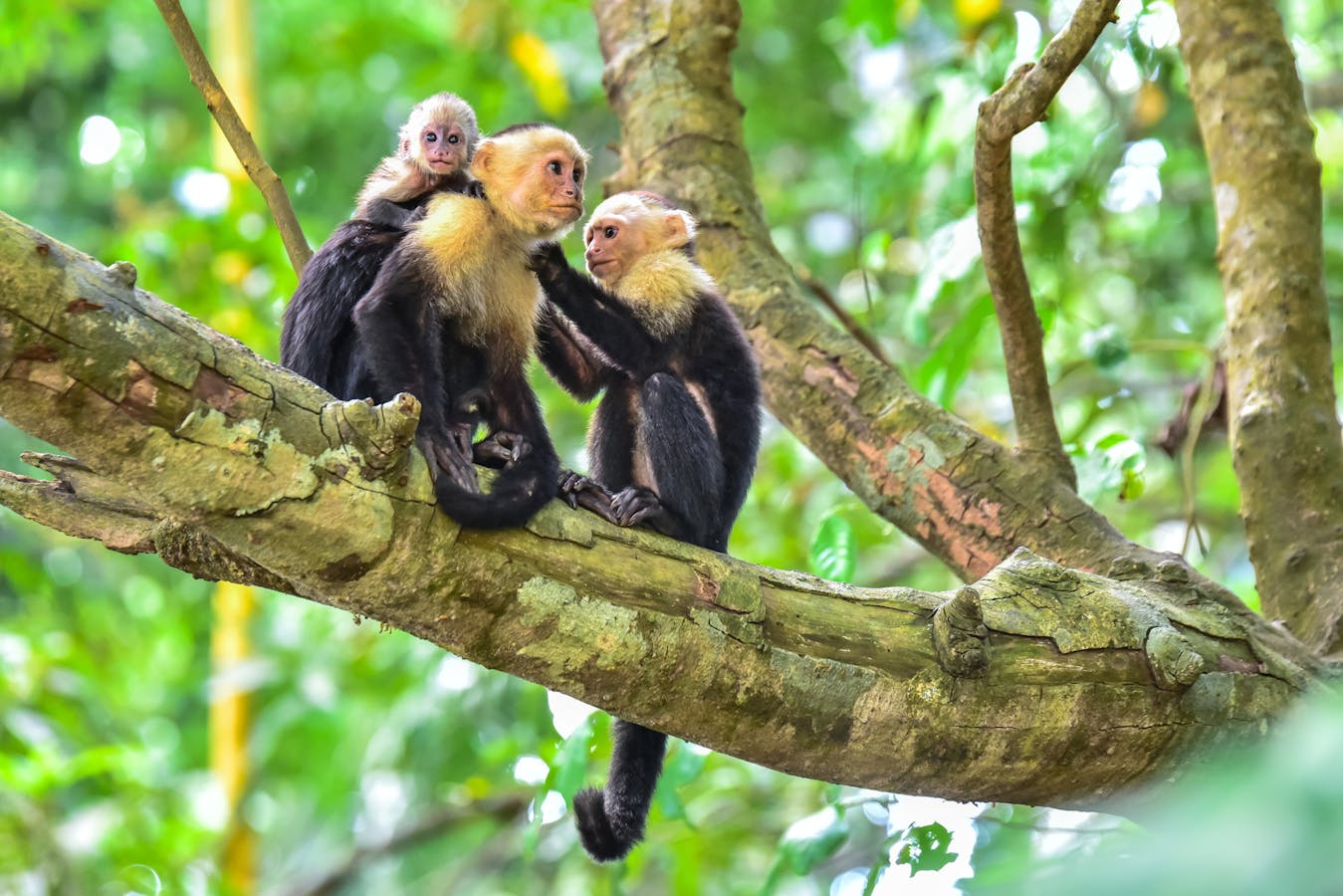 Manuel Antonio National Park, Capuchin Monkeys