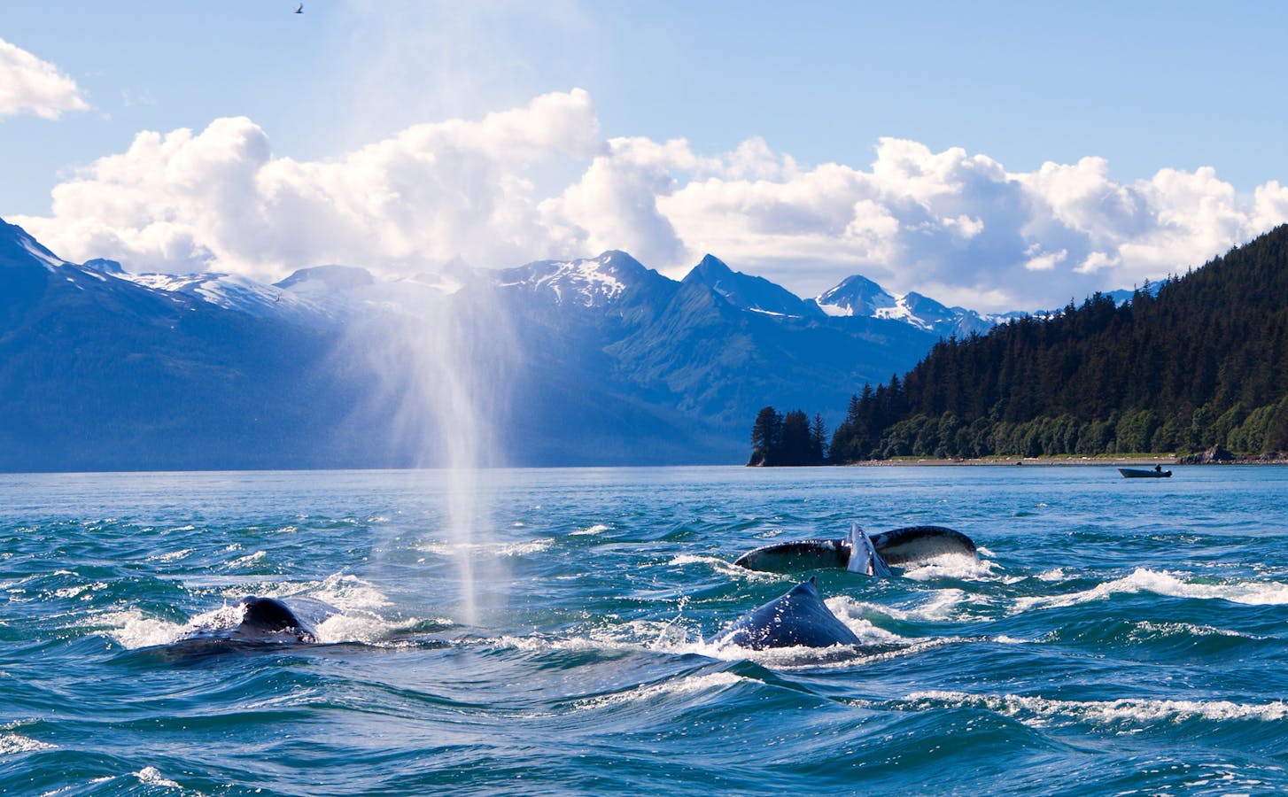 Humpback whales in Alaska